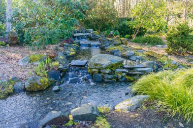 Washington, Seatac 'ta bir botanik bahçesindeki derenin manzarası..