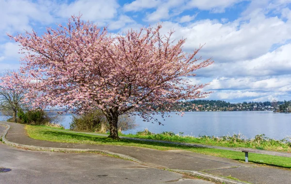 西雅图华盛顿湖沿岸的春花盛开 — 图库照片