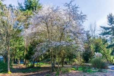 Washington, Seatac 'ta bir botanik bahçesinde beyaz bahar çiçek açıyor..