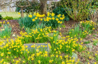 Batı Seattle, Washington 'da sarı bahar nergis çiçekleri.