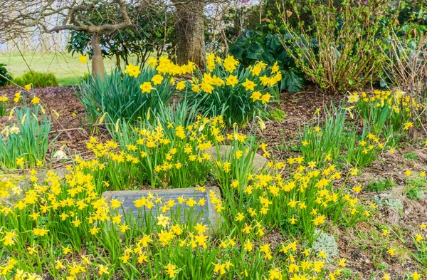 Batı Seattle, Washington 'da sarı bahar nergis çiçekleri.