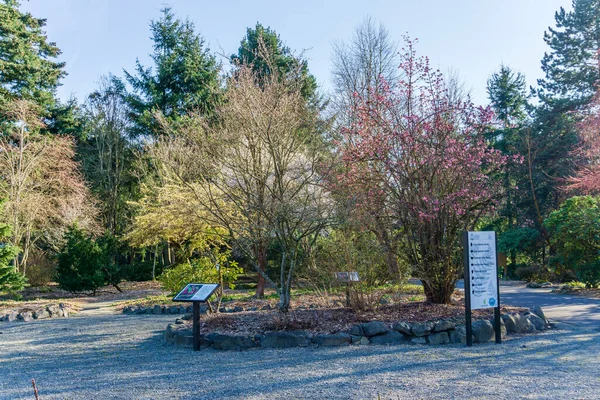 华盛顿西雅图的一个植物园里 春天的花朵在各种树上绽放 — 图库照片