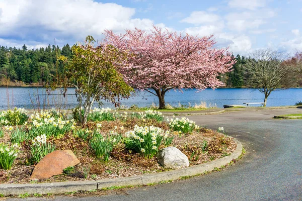 Flor Primavera Florescer Longo Costa Lago Washington Seattle — Fotografia de Stock