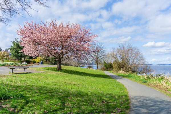 Spring flower bloom along the shoreline of Lake Washington in Seattle.