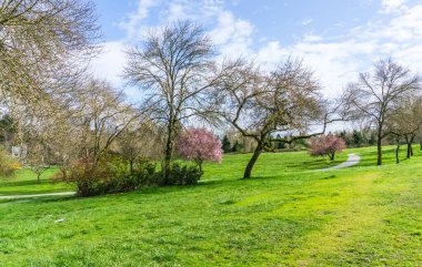 Seattle, Washington 'da bir şehir parkı manzarası. İlkbaharda.