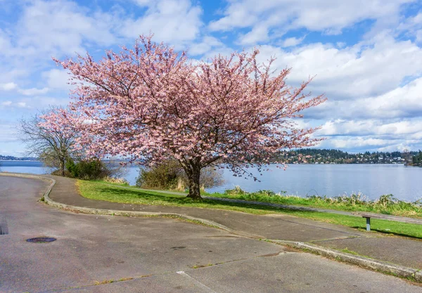 Flor Primavera Florescer Longo Costa Lago Washington Seattle — Fotografia de Stock