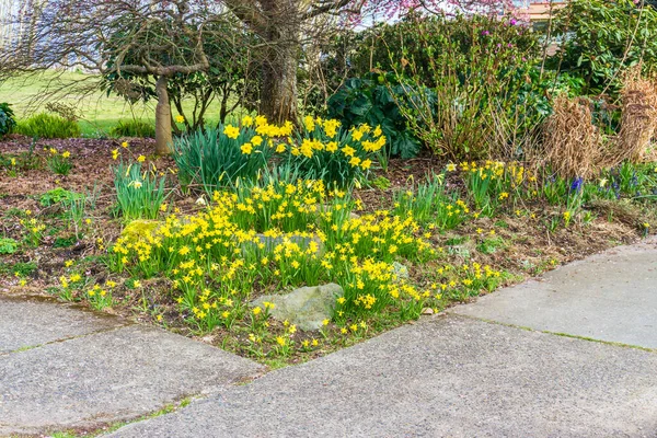 Una Vista Las Flores Daffocil Primavera Amarilla Oeste Seattle Washington —  Fotos de Stock