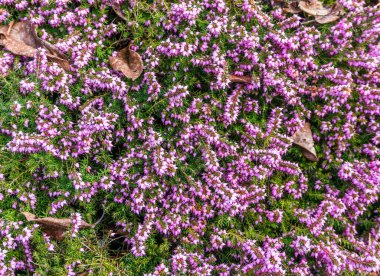 Küçük mor çiçeklerin arka plan çekimi.