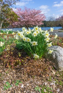 Seattle 'daki Washington Gölü kıyılarında bahar çiçekleri açıyor..