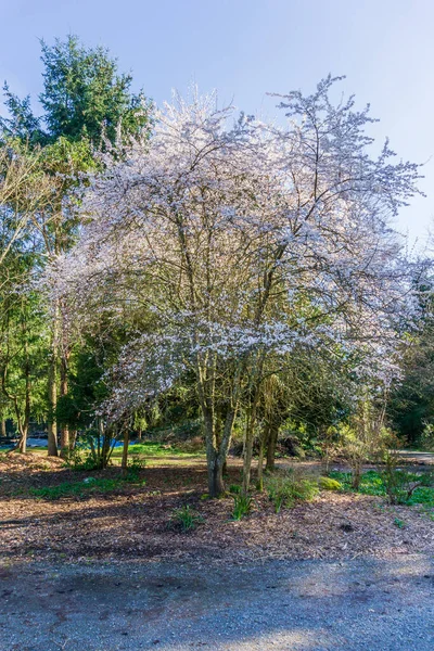 华盛顿西雅图的一个植物园里开满了春天的花朵 — 图库照片