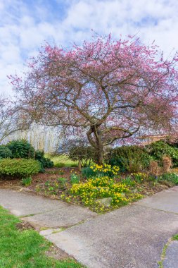 Batı Seattle, Washington 'daki Hamilton Viiewpoint Parkı' nda bolca kiraz çiçeği açtı..