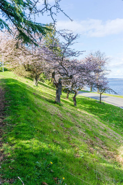 Trees on a grassy slope near Lake Washington are in full bloom.