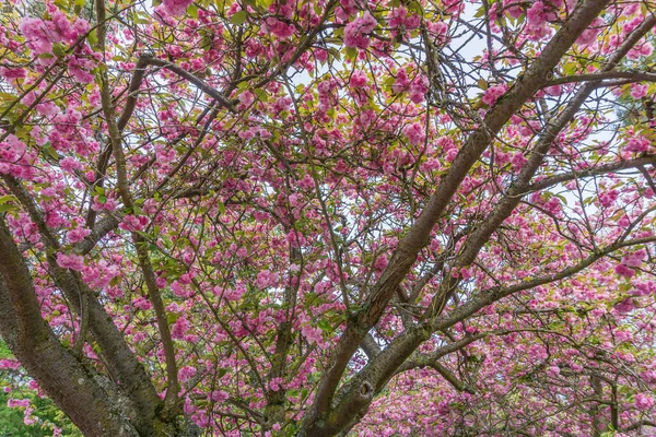 Background Shot Cherry Blossoms Seward Park Seattle Washington — Stock Photo, Image