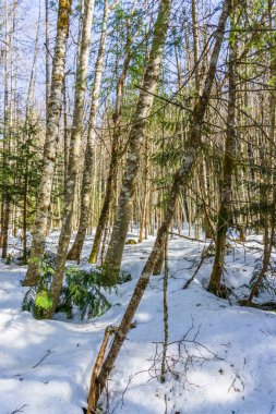 Bu ağaçlar ve kar Washington Statek 'te.