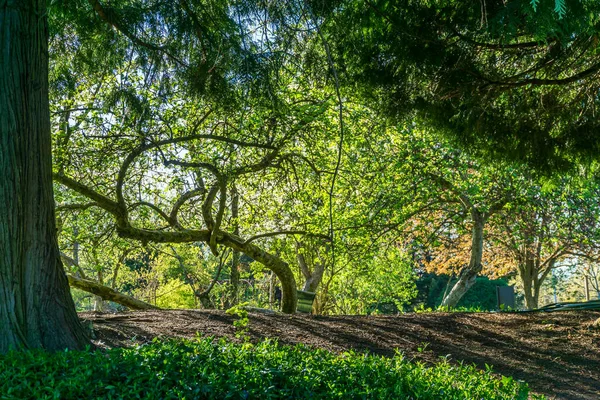 Uma Vista Árvores Tortas Jardim Seatac Estado Washington — Fotografia de Stock