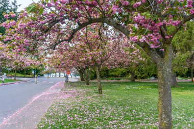 Seattle, Washington 'daki Seward Park' ta pembe kiraz çiçekleri açıyor..