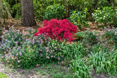 Seattle, Washington 'daki Seward Park' ta kırmızı çiçekli bir bahçe manzarası.