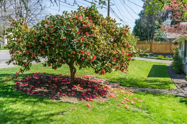 Ein Blick Auf Einen Blühenden Cameila Busch Mit Roten Blumen — Stockfoto