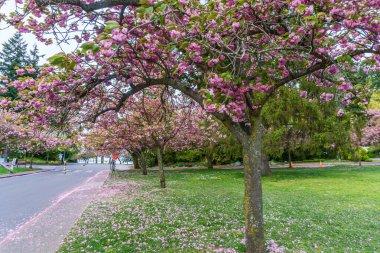 Seattle, Washington 'daki Seward Park' ta pembe kiraz çiçekleri açıyor..