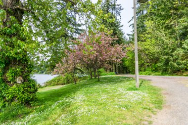 Seattle, Washington 'daki Seward Park' ta pembe kiraz çiçekleri açıyor..