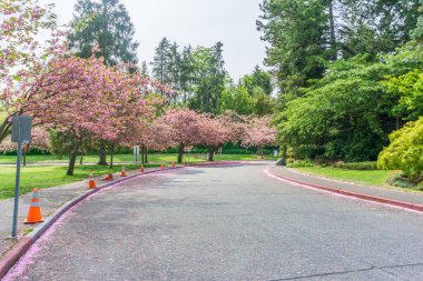 Seattle, Washington 'daki Seward Park' ta pembe kiraz çiçekleri açıyor..