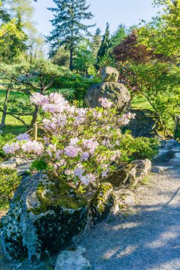 Seatac, Washington 'da bir botanik bahçesinde çiçekli bir patika..
