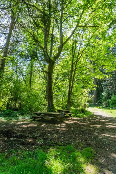 Picnic table under green trees at Saltwater State Park in Des Moines, Washington.