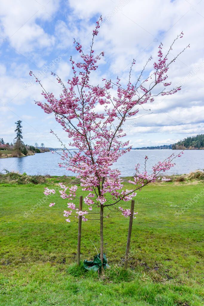 Blooming blossoms on a young cherry tree at Seward Park in Seattle, Washington.