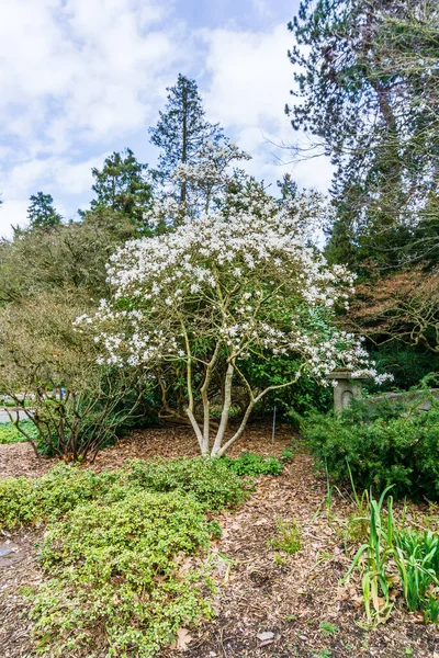 Flores Florecen Primavera Seward Park Seattle Washington — Foto de Stock