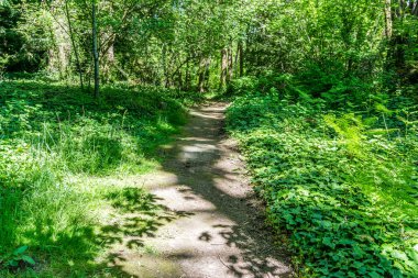 Des Moines, Washington 'daki Salwater State Parkı' nda toprak bir patika ve ağaçlar..