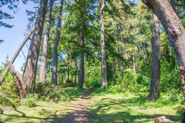 Washington 'daki Saltwater State Parkı' nda ahşap bir gösteri ve patika manzarası.