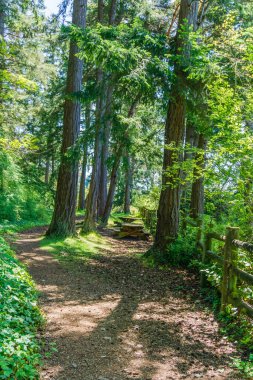 Washington, Des Moines 'teki Saltwater State Park' taki ağaçların arasına piknik masaları sıkıştı..