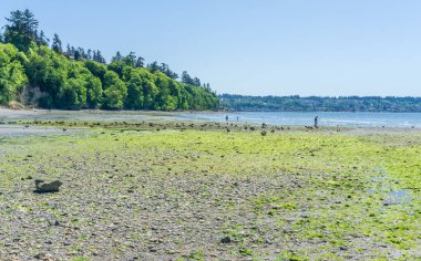 Des Moines, Washington 'daki Tuzlu Su Eyalet Parkı' nda aşırı bir dalga..