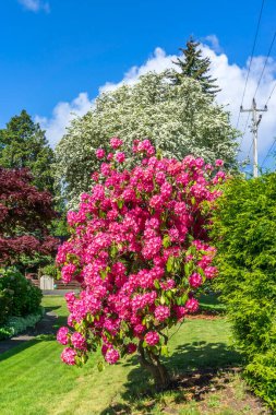 Burien, Washington 'da bir ön bahçede açan bahar çiçekleri.