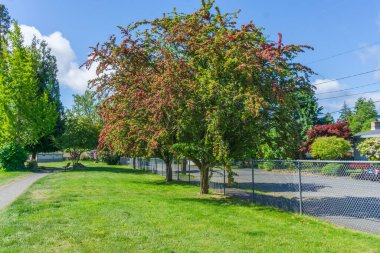 Baharda Burien, Washington 'da bir parkta kırmızı bir ağaç çiçek açar..