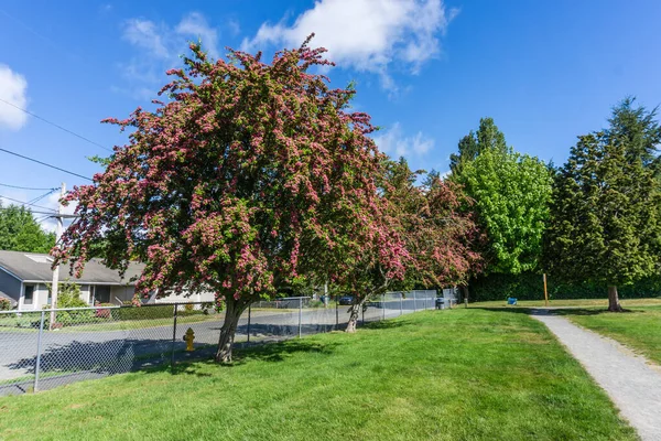 Ein Baum Mit Roten Blüten Einem Park Burien Washington Frühling — Stockfoto