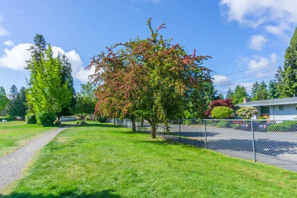 Baharda Burien, Washington 'da bir parkta kırmızı bir ağaç çiçek açar..