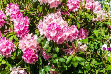 Pembe Rhododendronların yakın plan çekimi..