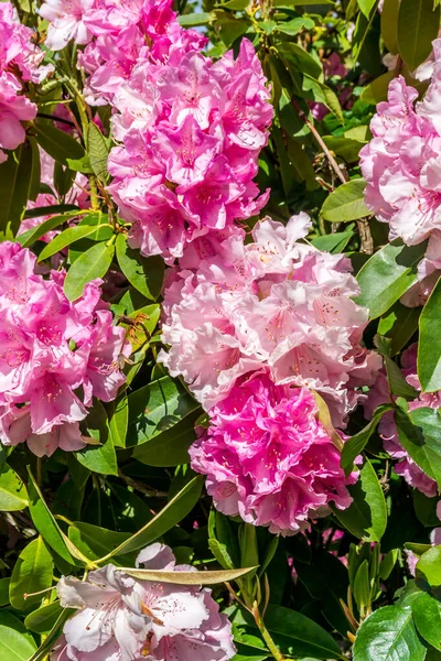 Primer Plano Rhododendrons Rosa — Foto de Stock