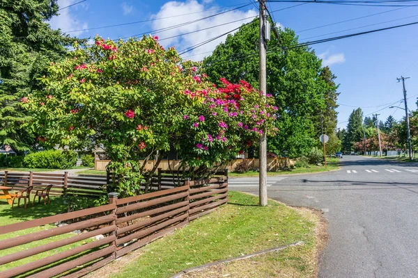 Berstende Rote Rhododendrons Einer Ecke Burien Washington — Stockfoto