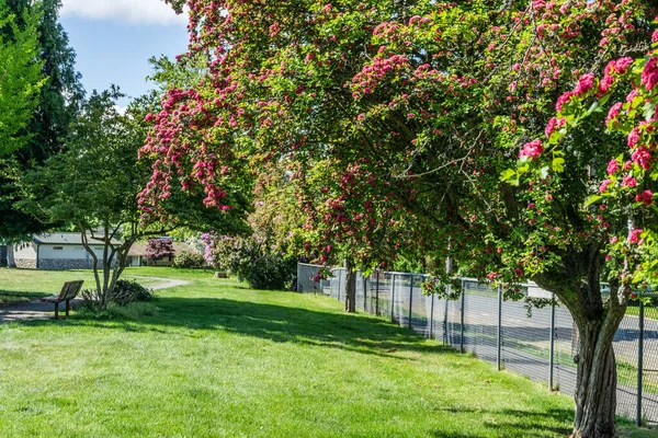 Roter Baum Blüht Einem Stadtpark Burien Washington — Stockfoto