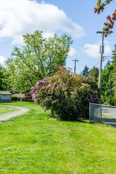 Rasen Stadtpark Und Frühlingsblumen Burien Washington — Stockfoto