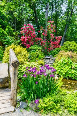Seatac, Washington 'da bir bahçede kırmızı ve mor çiçekler.