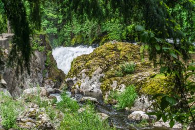 Bereketli yeşil bitkiler ve alçak Tumwater Şelaleleri manzarası.