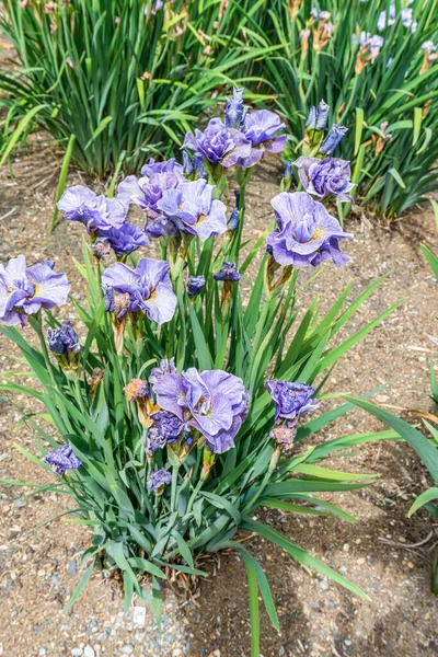 Ett Kluster Iris Blommor Trädgård Seatac Washington — Stockfoto