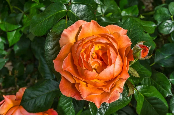 Maccro Una Rosa Naranja Brillante —  Fotos de Stock