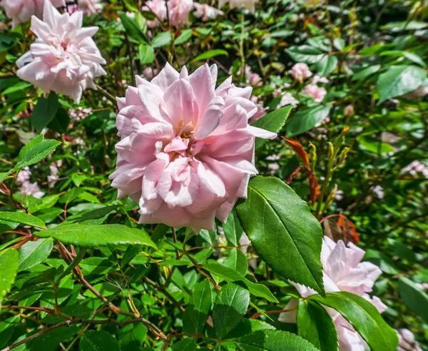 Primer Plano Una Rosa Rosa Jardín Seatac Washington — Foto de Stock
