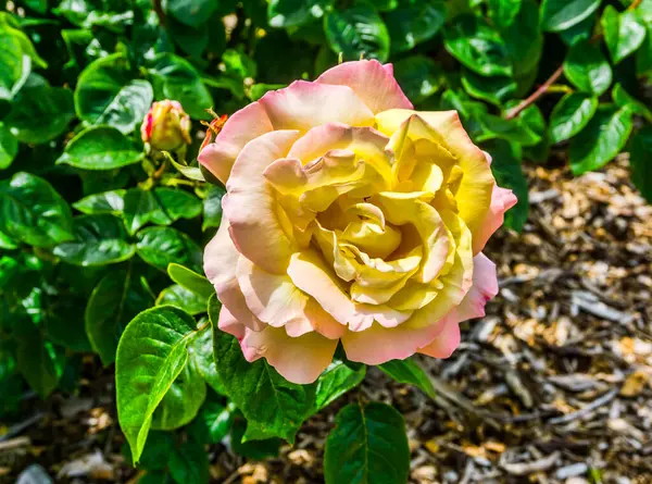 Plan Rapproché Une Rose Jaune Rose — Photo