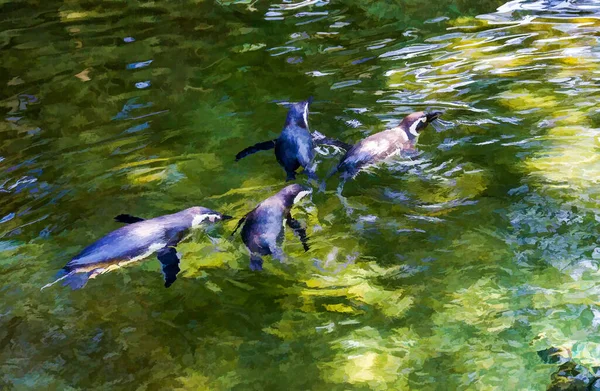 Penguenler Tacoma Washington Bir Havuzda Yüzerler — Stok fotoğraf