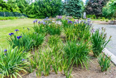 Seatac, Washington 'da bir Iris bahçesi manzarası.